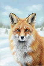 Fox, Vixen, Tod, Red Fox, Wild Fox