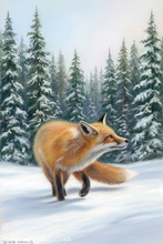 Fox, Vixen, Tod, Red Fox, Wild Fox