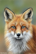 Fox, Vixen, Tod, Red Fox, Wild Fox