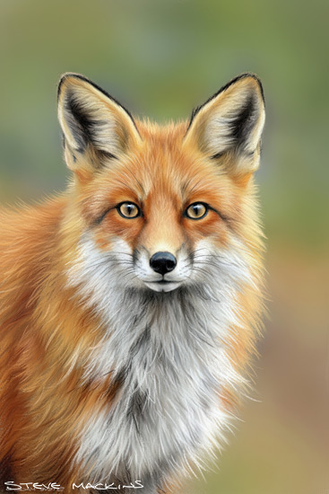 Fox Art Print