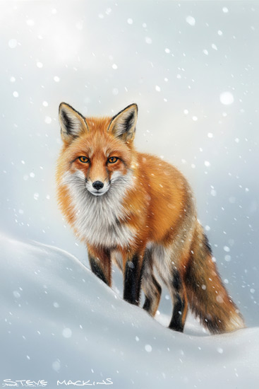 Fox Art Print