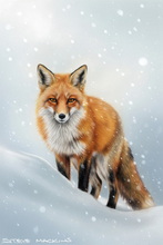 Fox, Vixen, Tod, Red Fox, Wild Fox