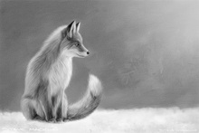 Fox, Vixen, Tod, Red Fox, Wild Fox