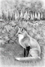 Fox, Vixen, Tod, Red Fox, Wild Fox