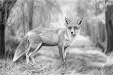 Fox, Vixen, Tod, Red Fox, Wild Fox