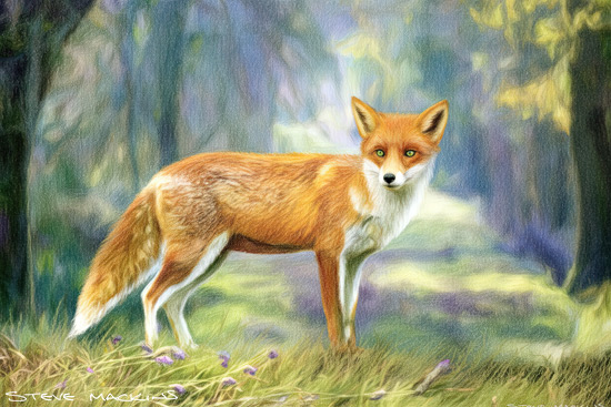 Fox Art Print