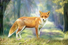Fox, Vixen, Tod, Red Fox, Wild Fox