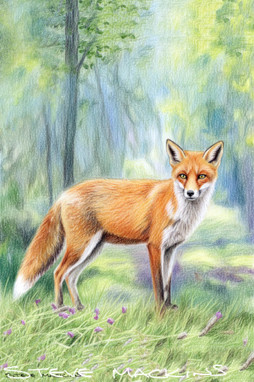 Fox Art Print