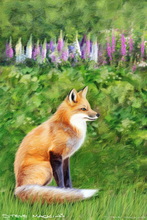 Fox, Vixen, Tod, Red Fox, Wild Fox