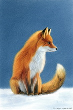 Fox, Vixen, Tod, Red Fox, Wild Fox