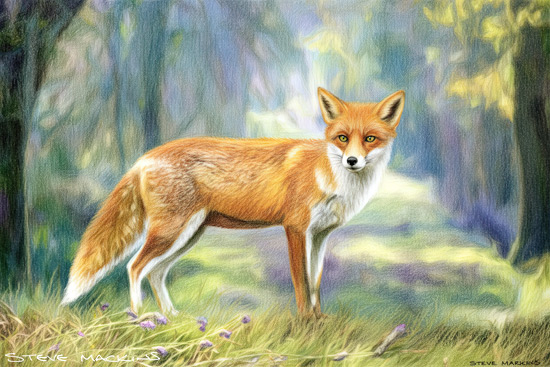Fox Art Print