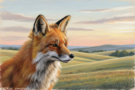 Fox Art Print