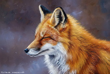 Fox, Vixen, Tod, Red Fox, Wild Fox
