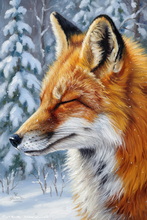 Fox, Vixen, Tod, Red Fox, Wild Fox