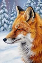 Fox, Vixen, Tod, Red Fox, Wild Fox