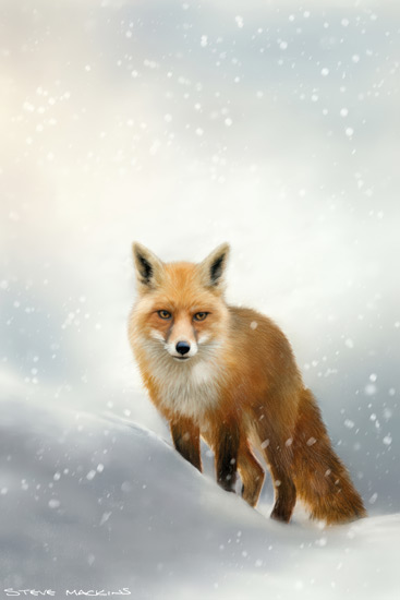 Fox Art Print