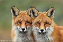 #Windermere Vixen Canvas Prints #Ullswater Fox Cub Aluminium Prints #Lake District Fennec Fox Canvas Art Prints #Fox Art Prints Birthday Gifts #UK Red Fox Giclee Art Prints #Lake District Fox Prints #Lake District Fox Study Aluminium Prints #Cumbria Fox Study Art Prints #UK Fennec Fox Prints #Lakeland Fox Cub Prints #Ullswater Fox Cub Canvas Art Prints #Lakeland Fennec Fox Artwork #Keswick Fox Cub Artwork #Fox Cub Art Prints For Hotels #Fox Study Aluminium Prints #Keswick Red Fox Canvas Art Prints #UK Fox Cub Prints #Cumbria Red Fox Prints #Fox Art Prints For Hotels #Lakeland Fox Aluminium Prints #Langdales Fox Study Art #Keswick Fox Study Aluminium Prints
