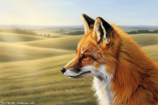 Fox Art Print