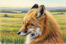 #Keswick Fox Aluminium Prints #Ullswater Fox Cub Art #Cumbria Fennec Fox Giclee Art Prints #Lake District Fox Cub Canvas Art Prints #Lake District Vixen Aluminium Prints #Ullswater Fennec Fox Fine Art Prints #Fennec Fox Art Prints For Hotels #Keswick Fox Study Art #Ullswater Fox Cub Fine Art Prints #Lakeland Fennec Fox Artwork #Fox Study Canvas Art Prints #Keswick Red Fox Canvas Art Prints #Windermere Fennec Fox Prints #Langdales Red Fox Art #Langdales Fennec Fox Artwork #Red Fox Art Prints Interior Design #Cumbria Fennec Fox Artwork #Borrowdale Fennec Fox Fine Art Prints #Keswick Fox Prints #Keswick Vixen Art Prints #Ullswater Vixen Canvas Art Prints #Fennec Fox Art Prints Wall Decor