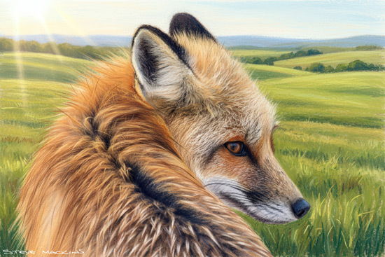 Fox Art Print