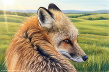 #UK Fox Study Prints #Keswick Fox Canvas Prints #UK Red Fox Prints #Cumbria Fox Study Fine Art Prints #Fox Study Art Prints Special Occasion Gifts #Fox Art Prints For Sale #Borrowdale Fox Cub Art #Borrowdale Fennec Fox Aluminium Prints #Keswick Fox Giclee Art Prints #Windermere Fennec Fox Canvas Prints #Lake District Red Fox Wall Art #UK Fennec Fox Canvas Prints #Windermere Fox Artwork #UK Fennec Fox Wall Art #Fox Canvas Prints #Borrowdale Red Fox Prints #Vixen Giclee Art Prints #Windermere Red Fox Artwork #Lake District Fox Cub Prints #Fennec Fox Wall Art #Keswick Fennec Fox Canvas Art Prints #Cumbria Fennec Fox Aluminium Prints