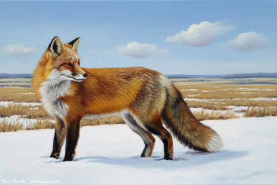 Fox Art Print