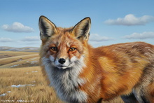 #Fox Giclee Art Prints #Lake District Fox Canvas Prints #Cumbria Fox Cub Fine Art Prints #Windermere Vixen Art Prints #Windermere Fox Study Fine Art Prints #Cumbria Fox Study Artwork #Langdales Fox Cub Fine Art Prints #Langdales Red Fox Aluminium Prints #Lake District Vixen Aluminium Prints #Vixen Art Prints Interior Design #Keswick Vixen Artwork #Borrowdale Fennec Fox Canvas Prints #Cumbria Fox Cub Artwork #Windermere Fox Wall Art #Ullswater Vixen Art Prints #Cumbria Fox Artwork #Windermere Fox Study Artwork #Lakeland Fox Cub Canvas Prints #Cumbria Fox Cub Art Prints #Lake District Fox Art Prints #Cumbria Vixen Giclee Art Prints #Langdales Fox Canvas Art Prints