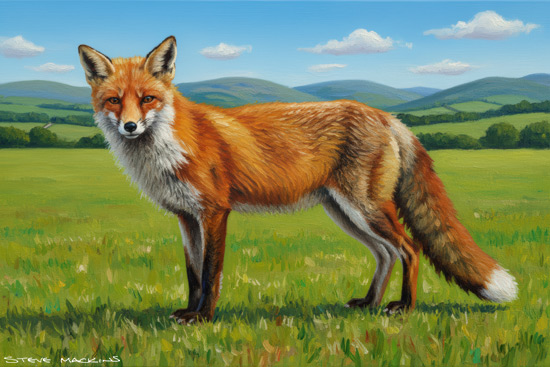 Fox Art Print