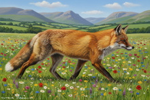 #Cumbria Fox Prints #Ullswater Fox Study Giclee Art Prints #Keswick Red Fox Wall Art #Lake District Fennec Fox Canvas Art Prints #Borrowdale Red Fox Wall Art #Borrowdale Red Fox Artwork #Langdales Vixen Aluminium Prints #UK Vixen Fine Art Prints #Borrowdale Fox Study Canvas Prints #Keswick Fox Cub Artwork #Keswick Red Fox Art Prints #Borrowdale Vixen Canvas Prints #Ullswater Red Fox Art #Borrowdale Fox Cub Wall Art #Windermere Fox Art Prints #Red Fox Artwork #Cumbria Fox Study Canvas Art Prints #Windermere Fennec Fox Artwork #Langdales Fennec Fox Artwork #Keswick Vixen Fine Art Prints #Borrowdale Red Fox Art Prints #Langdales Fennec Fox Aluminium Prints