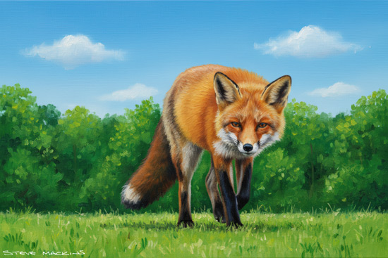 Fox Art Print