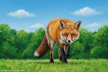 #Lake District Vixen Art #Keswick Vixen Art #Fox Canvas Art Prints #UK Fox Cub Aluminium Prints #Keswick Fox Cub Artwork #Lakeland Fennec Fox Art Prints #UK Fox Fine Art Prints #Cumbria Fox Study Canvas Art Prints #Lakeland Fox Cub Prints #Cumbria Fox Cub Art Prints #Langdales Fennec Fox Art #Lakeland Vixen Giclee Art Prints #Lakeland Fox Study Giclee Art Prints #Vixen Art Prints For Bed and Breakfasts #Langdales Fennec Fox Canvas Art Prints #Ullswater Fox Giclee Art Prints #Borrowdale Fox Canvas Prints #Red Fox Canvas Art Prints #Borrowdale Vixen Wall Art #Lake District Vixen Giclee Art Prints #UK Vixen Canvas Prints #Lake District Fox Study Fine Art Prints