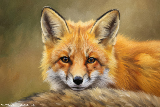 Fox Art Print