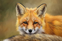 #Langdales Red Fox Aluminium Prints #UK Fox Study Art Prints #Lake District Fennec Fox Art #Langdales Vixen Prints #Ullswater Fennec Fox Aluminium Prints #Keswick Fox Study Giclee Art Prints #Lakeland Fox Cub Art #Lakeland Vixen Canvas Prints #Langdales Vixen Art Prints #Vixen Art Prints Home Decor #Cumbria Fox Study Giclee Art Prints #Borrowdale Fox Art Prints #Keswick Red Fox Wall Art #Keswick Vixen Canvas Prints #Langdales Vixen Fine Art Prints #Langdales Fennec Fox Canvas Prints #Borrowdale Fox Cub Canvas Prints #Ullswater Fox Study Canvas Prints #Fox Study Art Prints For Bed and Breakfasts #Fox Study Art Prints Wall Decor #Fennec Fox Art Prints Business Decor #Lake District Fennec Fox Giclee Art Prints