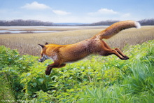 #Cumbria Vixen Giclee Art Prints #Red Fox Art Prints Home Decor #Cumbria Fox Study Prints #Borrowdale Fox Giclee Art Prints #Red Fox Art Prints Presentation Gifts #Borrowdale Fox Artwork #Fox Study Art Prints Wall Decor #Ullswater Fennec Fox Prints #UK Fox Cub Art #Windermere Red Fox Aluminium Prints #Lakeland Vixen Wall Art #Windermere Fox Giclee Art Prints #Lakeland Red Fox Artwork #Lakeland Fennec Fox Giclee Art Prints #UK Vixen Fine Art Prints #Lakeland Red Fox Art Prints #Cumbria Fox Study Wall Art #Vixen Art Prints Presentation Gifts #UK Fox Giclee Art Prints #Lake District Fox Art #Lakeland Fennec Fox Canvas Art Prints #UK Fox Cub Fine Art Prints