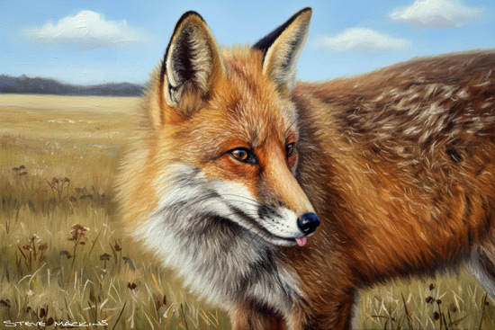 Fox Art Print