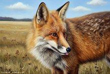 #Borrowdale Fox Study Art Prints #Keswick Fox Fine Art Prints #Lake District Fox Study Giclee Art Prints #Ullswater Fox Cub Art Prints #Ullswater Red Fox Art Prints #Lakeland Fennec Fox Art #UK Fox Study Art #Cumbria Red Fox Artwork #Borrowdale Fox Study Aluminium Prints #Ullswater Fennec Fox Canvas Art Prints #Keswick Fox Cub Giclee Art Prints #Borrowdale Vixen Canvas Prints #Ullswater Vixen Aluminium Prints #Borrowdale Fox Study Artwork #Langdales Fox Cub Art #Cumbria Fox Study Aluminium Prints #Borrowdale Red Fox Prints #Fox Art Prints For Hotels #Fox Study Art Prints Home Decor #Keswick Fox Cub Canvas Prints #Ullswater Fox Study Wall Art #Windermere Fox Study Artwork