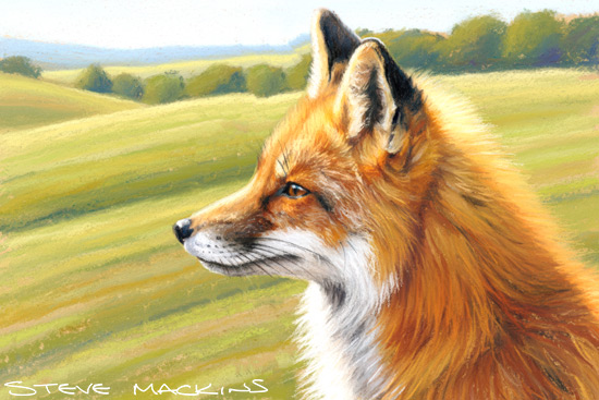 Fox Art Print