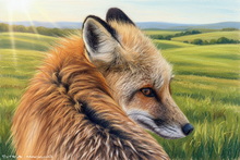 #UK Fox Cub Art Prints #Ullswater Fox Cub Giclee Art Prints #Cumbria Fox Canvas Prints #Langdales Fox Artwork #Lake District Fox Cub Art #Lakeland Fox Cub Wall Art #Cumbria Red Fox Artwork #Fennec Fox Art Prints For Hotels #UK Vixen Artwork #Windermere Fox Cub Canvas Art Prints #Windermere Fox Cub Aluminium Prints #Lake District Fox Prints #Lakeland Fox Fine Art Prints #Fennec Fox Art Prints For Sale #Lakeland Fennec Fox Art Prints #UK Fox Study Giclee Art Prints #Lake District Fox Study Aluminium Prints #Fox Art Prints Home Decor #Ullswater Fox Canvas Art Prints #Langdales Red Fox Art #UK Fox Cub Art #Borrowdale Fox Study Art Prints