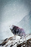 Winter Fell Herdwick | Herdwick Sheep Prints, Herdy, Herdy Wall Art, Herdies, Herdy Art, Herdwick Drawings, Herdy Sheep Artist, Herdwick Sheep Sketch, Herdy Sketches, Mixed-Media Herdy Art, Herdwick Sheep Art Studio, Herdwick Sheep Acrylic Paintings, Herdwick Sheep Oil Painting, Herdy Sketch, Herdwick Artwork, Lakeland Herdy Artworks, Herdwick Sheep Oil Pastels, Herdwick Sheep Art, Herdwick Sheep Oil Painting, Lakeland Sheep, Herdy Ewe, Herdwick, Herdwick Sheep, Herdwick, Wythburn, Great Asby, Newbiggin (Brampton), Carlisle, Firbank Fell, Greendale, Wiggonby, Harrington, Knott, The, Newton Arlosh, Millom, Johnby, L Herdwick Sheep Prints, Herdy, Herdy Wall Art, Herdies, Herdy Art, Herdwick Drawings, Herdy Sheep Artist, Herdwick Sheep Sketch, Herdy Sketches, Mixed-Media Herdy Art, Herdwick Sheep Art Studio, Herdwick Sheep Acrylic Paintings, Herdwick Sheep Oil Painting, Herdy Sketch, Herdwick Artwork, Lakeland Herdy Artworks, Herdwick Sheep Oil Pastels, Herdwick Sheep Art, Herdwick Sheep Oil Painting, Lakeland Sheep, Herdy Ewe, Herdwick, Herdwick Sheep, Herdwick, Wythburn, Great Asby, Newbiggin (Brampton), Carlisle, Firbank Fell, Greendale, Wiggonby, Harrington, Knott, The, Newton Arlosh, Millom, Johnby, L