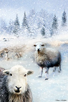 Herdwick Sheep Prints, Herdwick Drawings, Herdwick Artwork, Herdwick Sheep Oil Pastels, Herdy Sketch, Herdy Art, Lakeland Sheep, Mixed-Media Herdy Art, Herdwick Sheep Art, Herdy, Herdies, Lakeland Herdy Artworks, Herdy Wall Art, Herdy Sheep Artist, Herdy Sketches, Herdwick Sheep Oil Painting, Herdwick Sheep Sketch, Herdwick Sheep Acrylic Paintings, Herdwick Sheep, Herdwick Sheep Art Studio, Herdwick, Herdy Ewe, Herdwick Wall Art, Herdwick Sheep Oil Painting, Skelton, Eagle Crag, Shipman Knotts, Seatallan, High Seat, Whiteless Pike, Nenthead, Piel Island, Ulverston, Dockray, Swarthmoor, Longlan