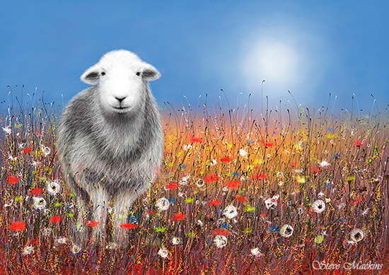 Meadow Herdwick