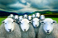 Herdwick Sheep Oil Painting, Herdwick Sheep Art Studio, Herdwick Wall Art, Herdwick, Herdwick Artwork, Herdwick Sheep Sketch, Herdy Sketch, Lakeland Herdy Artworks, Herdwick Sheep, Herdwick Sheep Art, Herdwick Drawings, Herdwick Sheep Prints, Herdy Sketches, Herdwick, Herdy Wall Art, Lakeland Sheep, Herdy Art, Herdwick Sheep Oil Pastels, Herdy Sheep Artist, Herdy, Herdy Ewe, Herdies, Herdwick Sheep Acrylic Paintings, Herdwick Sheep Oil Painting, High Stile, Plumpton (Penrith), Sedgwick, Portinscale, Ambleside, Green Gable, Penruddock, Raughton Head, Brock Crags, Gosforth, Meal Bank, Swinside, 