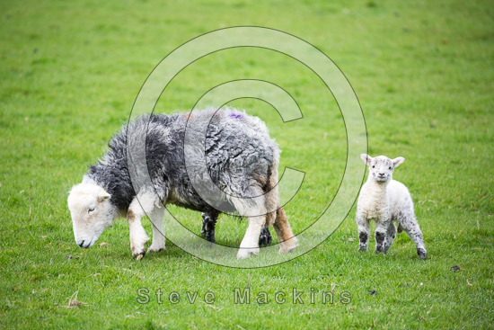 Bleaberry Fell Farm Lake district Sheep