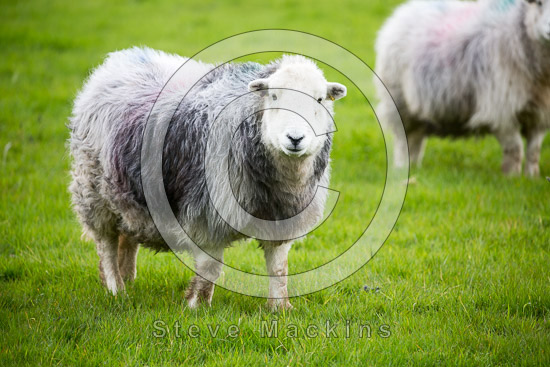 Kirkcambeck Lake district Sheep