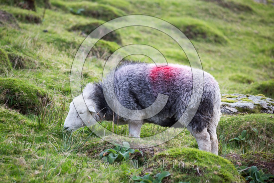 Burgh by Sands Field Herdwick Sheep