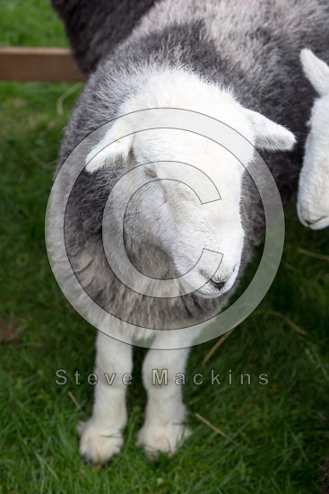 High Stile Farm Herdwick Sheep