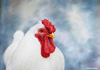 White Hen, Chicken, Hen, Poultry,  Lake District, Cumbria
