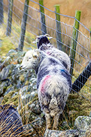 Herdwick, Herdwick Sheep Acrylic Paintings, Herdwick Artwork, Herdwick Sheep, Herdwick Sheep Sketch, Herdy Sketches, Herdy Art, Herdwick Sheep Art, Herdies, Herdwick Drawings, Lakeland Herdy Artworks, Herdwick Sheep Art Studio, Herdwick Sheep Oil Painting, Herdy, Herdwick Sheep Prints, Herdy Sheep Artist, Herdy Ewe, Herdy Sketch, Mixed-Media Herdy Art, Herdy Wall Art, Herdwick Sheep Oil Pastels, Herdwick Sheep Oil Painting, Lakeland Sheep, Herdwick, High Bankhill, Barbon, Grey Knotts, Meal Fell, Carl Side, Lingmoor Fell, Hartsop Dodd, Tallentire, Little Strickland, Broom Fell, Frizington, Bann