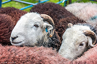Herdy Sheep Artist, Herdwick Wall Art, Herdies, Herdwick Sheep Art, Herdy Art, Herdy Ewe, Mixed-Media Herdy Art, Lakeland Sheep, Herdwick, Herdwick Sheep Oil Painting, Herdwick Sheep Oil Pastels, Herdy Sketches, Herdy Sketch, Herdy Wall Art, Herdwick Sheep Art Studio, Herdwick Sheep Sketch, Herdwick Sheep Acrylic Paintings, Herdwick Sheep Prints, Lakeland Herdy Artworks, Herdwick, Herdwick Artwork, Herdwick Sheep Oil Painting, Herdy, Herdwick Sheep, Harter Fell, Mardale, Aglionby, Cliburn, Holker, Tirril, Wigton, Ayside, Armathwaite, Steel Fell, Culgaith, Haverthwaite, Barrow-In-Furness, Bootl