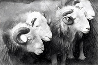 Herdwick Sheep Art Studio, Herdwick Drawings, Herdwick Sheep Oil Painting, Herdwick Sheep Prints, Herdy Art, Herdwick Sheep, Herdwick, Herdwick Sheep Acrylic Paintings, Herdwick Wall Art, Herdies, Herdwick Artwork, Herdwick, Herdwick Sheep Oil Painting, Herdy Wall Art, Mixed-Media Herdy Art, Lakeland Herdy Artworks, Herdwick Sheep Art, Herdy Sheep Artist, Herdy Sketch, Herdwick Sheep Sketch, Lakeland Sheep, Herdy, Herdy Ewe, Herdwick Sheep Oil Pastels, Tarn Crag (Easedale), Holme St. Cuthbert, High Raise, Red Screes, Matterdale End, Great Rigg, Lowther, Biggar, Armathwaite, Fleetwith Pike, Sta